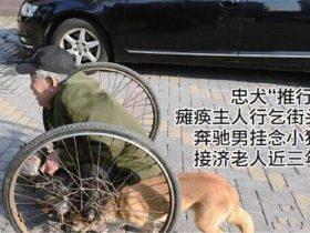 流浪狗推着残疾的主人乞讨，热心的司机每天给他们送钱送饭