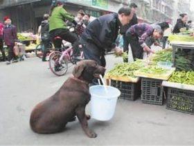 忠犬每天帮助主人挑水买菜，有人出13万天价买狗被主人拒绝