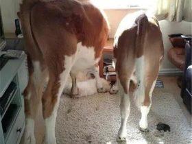 主人在家洗澡忘了关门，结果院子里的两头牛闯进了家里