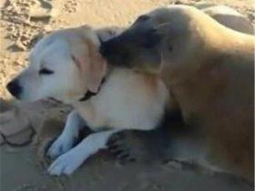 遛狗时发现了一只海豹，它的热情让狗狗不知所措