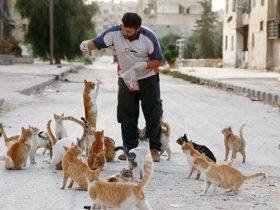 朋友们都逃离了发生战乱的城市 他选择留下来照顾100多只流浪猫