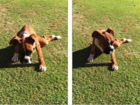 狗狗误食鼻涕虫导致后半身瘫痪