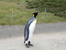 夫妻在公路上遇到一只迷路的帝企鹅 拒绝搭车的表情亮了