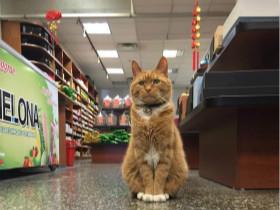 这只黄色的猫咪在商店里工作了9年 从来没有休息过一天