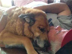 相伴15年的爱犬因病离世,主人收拾它的遗物时瞬间泪崩