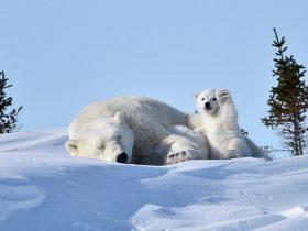 当南极变绿洲，当北极没有熊，不该是人类留给后代的世界
