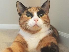 如果你决定收养一只流浪猫,一定要注意这些事情!