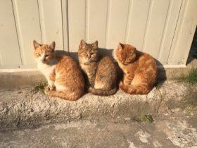 女生宿舍楼下的三只猫排队晒太阳 第四只猫咪的反应引发关注
