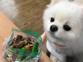 Gary晒与狗狗在一起的照片 遭网友调侃“狗哥和他的狗”