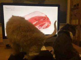 一位“被医学事业耽误的”画家，他画的肉自家猫看了都流口水