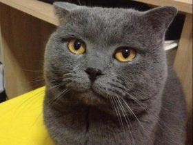 英国短毛猫的遗传疾病有哪些?英国短毛猫的选购常识