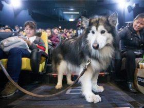 影院为一只可能失明的狗狗开放了观影权限，帮助主人完成心愿