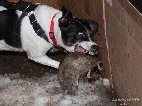 纽约俱乐部训练城市宠物狗 在夜间帮助纽约市民捕杀老鼠