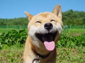 很多人见过这张笑得很开心的柴犬照片 这只狗狗已经去世了