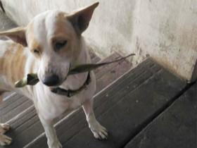 这只流浪狗很聪明!叼树枝跟人类换食物走红网络