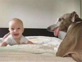 狗狗胆小到连苍蝇都会害怕,没想到却被一个小Baby给治愈了