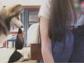 女主播和狗狗上演了一场人狗大战,场面一度失控