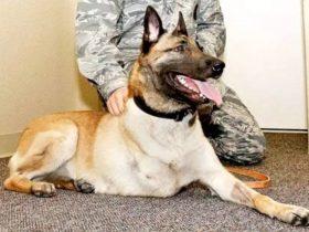 三条腿军犬Layka的故事 医生和很多战友曾经建议为它安乐死