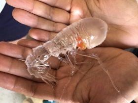 日本网友捕获一只“怪虾”：全身透明有一点橘黄色
