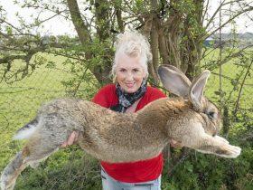 美联航再惹麻烦：名贵巨兔托运途中死亡，本有望成世界最大兔