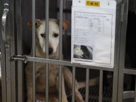 台湾地区颁布法律禁止食用猫肉和狗肉 国外网友怎么评论？