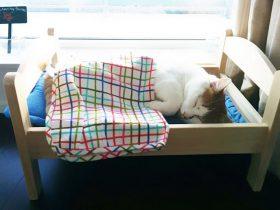 国外公益组织为救助站的流浪猫咪 捐助一些可爱而舒服的小床
