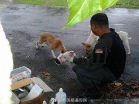 泰国警车在巡逻时流浪狗挡路 母狗叼着受伤小狗求救