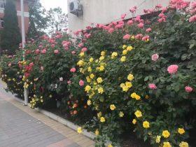 日记:窗台上的月季,又开了一朵小花