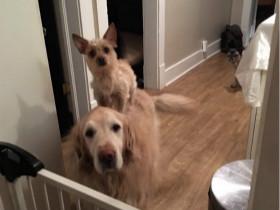 养狗手册:手把手教你给狗狗挤肛门腺