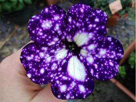 见过这种深紫色的牵牛花吗？在花瓣上仿佛可以看到夜晚的星空