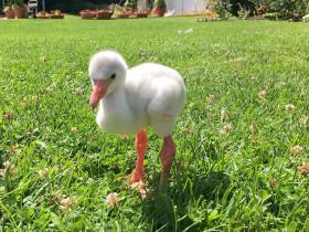 见过火烈鸟小时候的样子吗?大长腿让你惊呆!