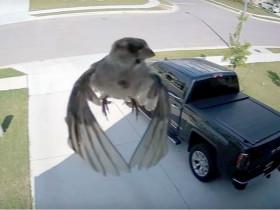 监控拍到了奇怪的镜头：小鸟不用挥舞翅膀，就漂浮在空中？