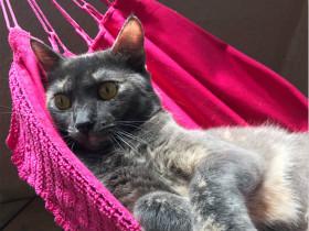 女儿在网上爆照：老爹给猫咪买了个吊床，他们一起晒太阳