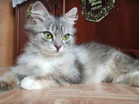 路边发现了一只冻僵的猫咪,救活后,才发现自己捡到了宝