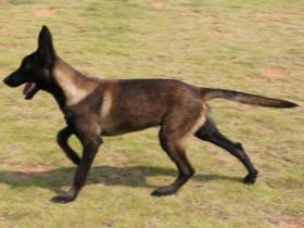 马犬幼犬期间如何训练 马犬幼犬期训练八条标准