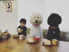 日本小女孩与巨型贵宾犬的幸福生活 让人有些羡慕(17张)