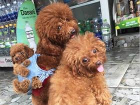 泰迪犬有泪痕怎么办?有什么方法吗?