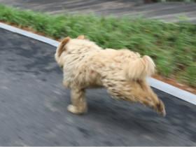 狗狗狂奔追停主人的车,被游客拍下来,如同“生死时速”