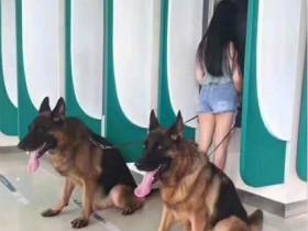 带着狗狗,在ATM取款机前取钱,再也不用担心被抢了(11张)