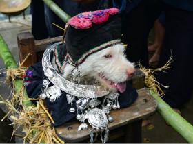 贵州苗族传统的“抬狗节”