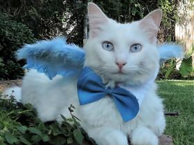 猫咪Boo拥有一个非常大的衣柜,比铲屎官的衣柜还大(20张)