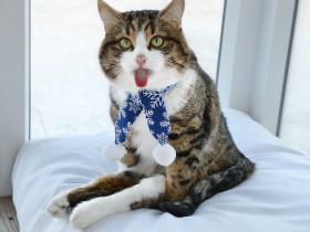 靠舌头走红网络的猫咪Rexie,喵界里的一个“逗比”