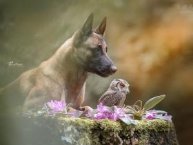 镜头下,德国牧羊犬Ingo和猫头鹰Poldi,令人羡慕的友谊(32张)