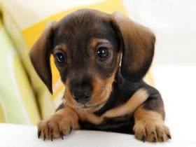 关于养狗需要注意的寄生虫、疫苗注射的问题