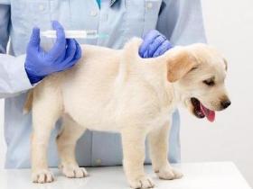 辟谣:被狗狗或者猫咪咬伤了,你必须去打狂犬病疫苗!