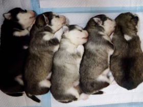 快别让狗生娃了……哈哈哈哈哈