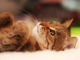 当猫咪呕吐拉稀不吃东西时,需要警惕猫瘟和猫传染性腹膜炎