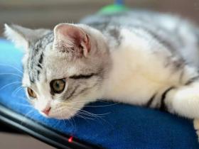 猫咪品种介绍大全,哪种猫咪更适合你?