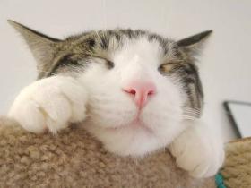 猫咪泪痕是怎么引起的?猫咪有泪痕是什么原因导致的?