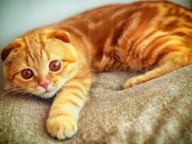 猫咪刚到新家应该怎么办?过度关心不可取